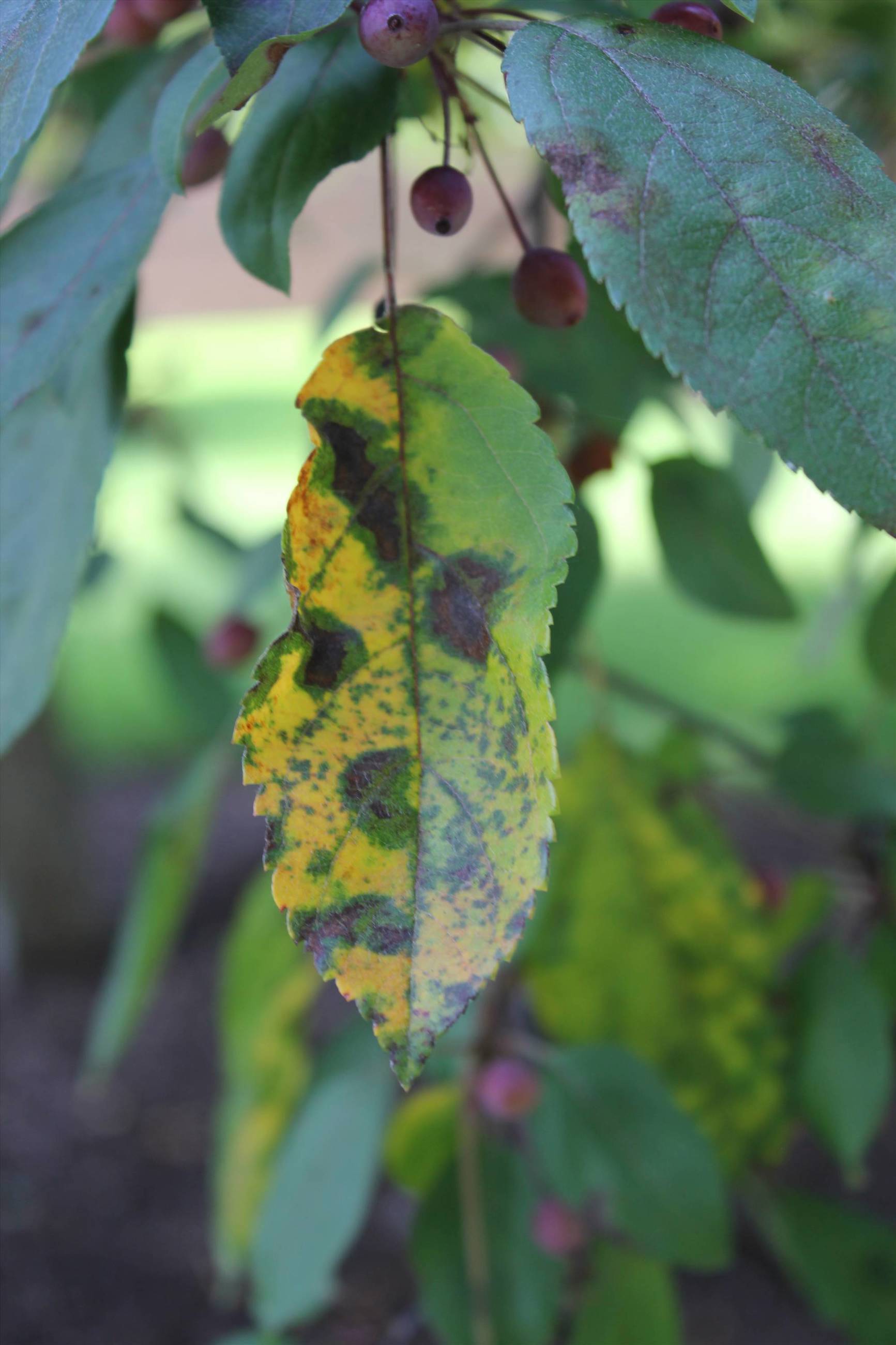 Apple Scab