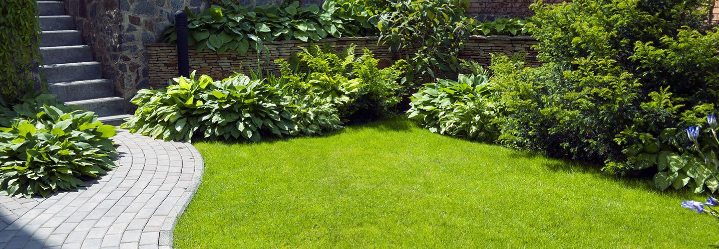Should I Cut Back Perennials