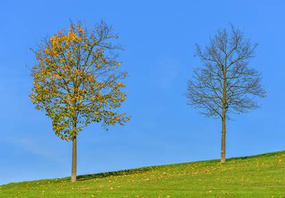 Trees Losing Leaves In Early Or Late Summer Or Early Fall Davey Tree