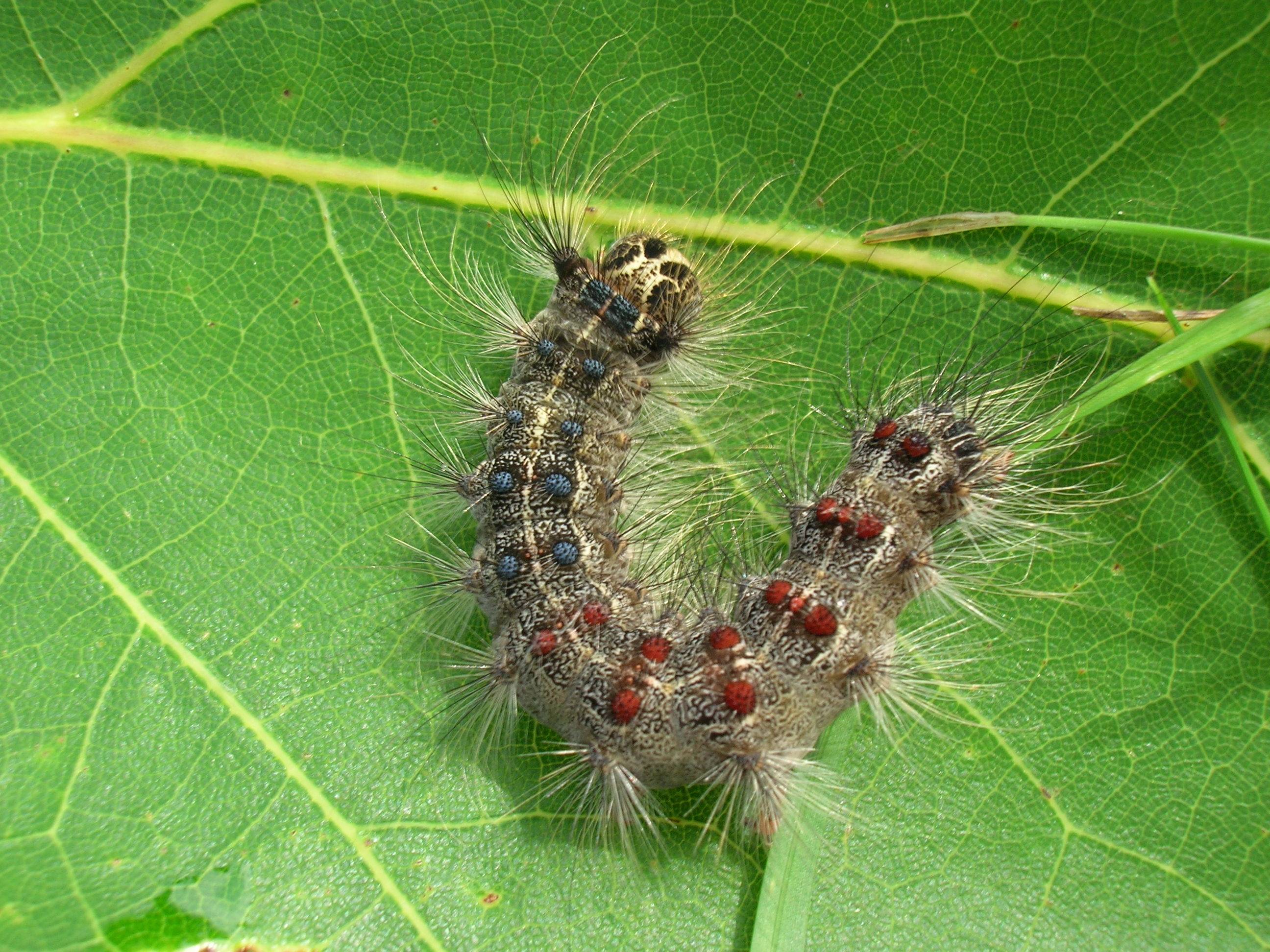 Gypsy Moth Caterpillar On Leaf Davey Tree