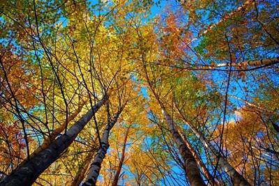 Birchtree320 20Copy 400X267