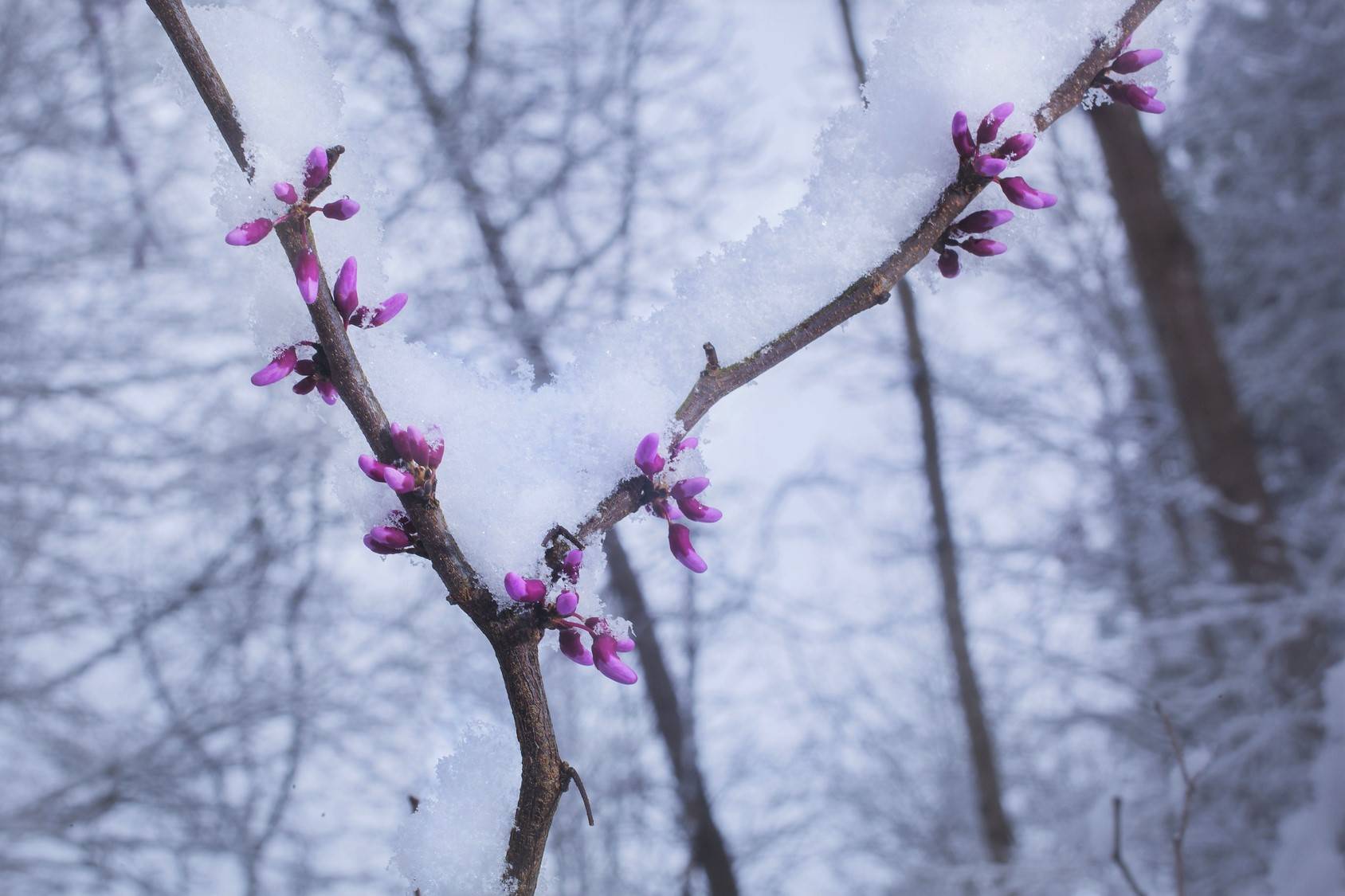 Snow On Redbud Tree Davey Tree