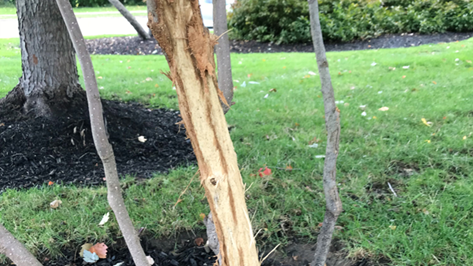 How To Fix Deer Damage On Trees Rub Antlers Davey Tree