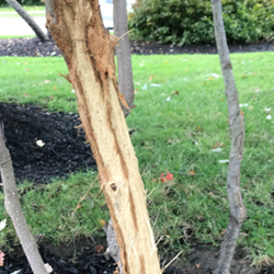 How To Fix Deer Damage On Trees Rub Antlers Davey Tree