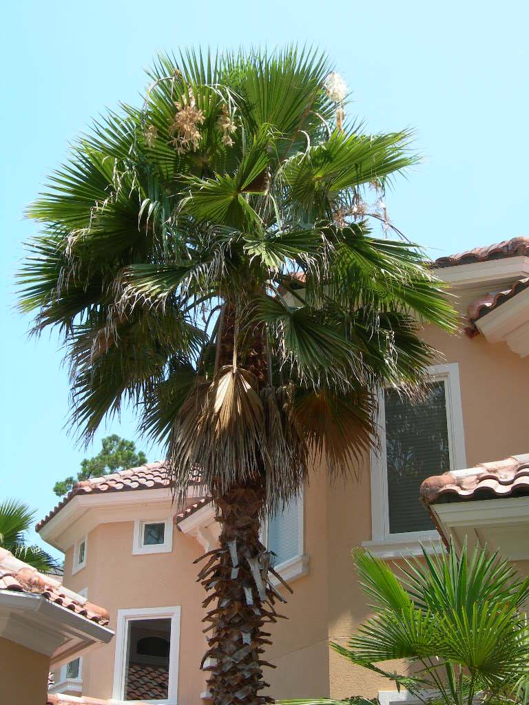 Trees Palm