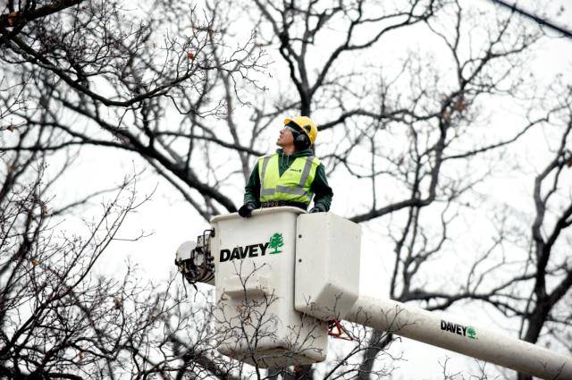 Dormant Pruning