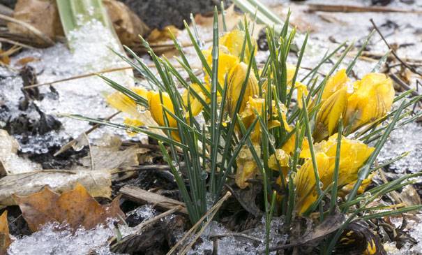110215 Winterflowerbed