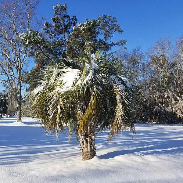 How To Protect Your Palm Tree In Winter