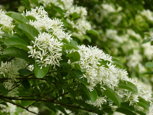 Fringe Tree Care