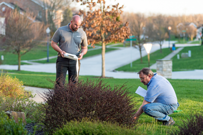 Spring Tree Care