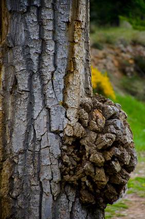 Bumps Or Burls On Tree Trunk Davey Tree