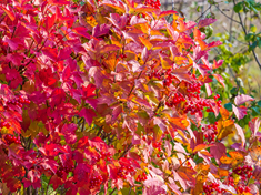 Viburnum600x450