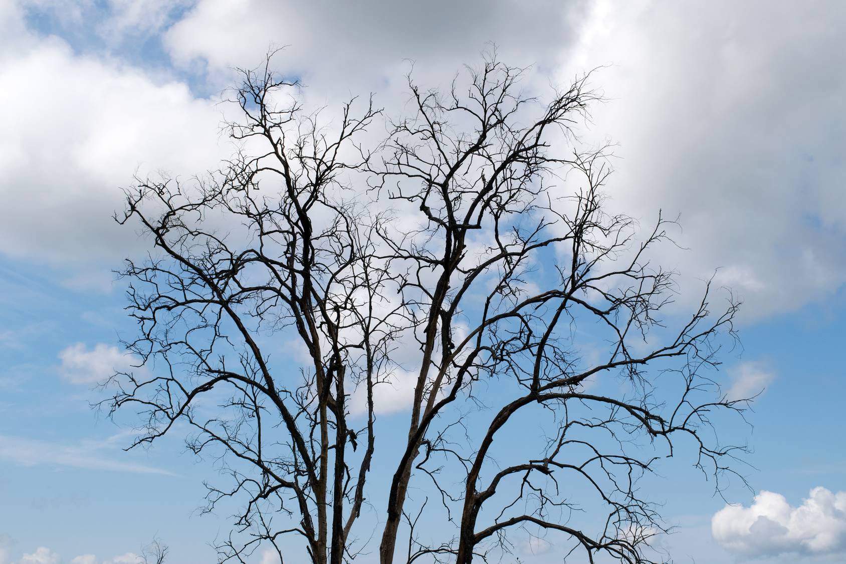 Bare Tree With No Leaves In Winter