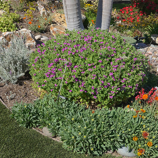 Drought Tolerant Landscaping