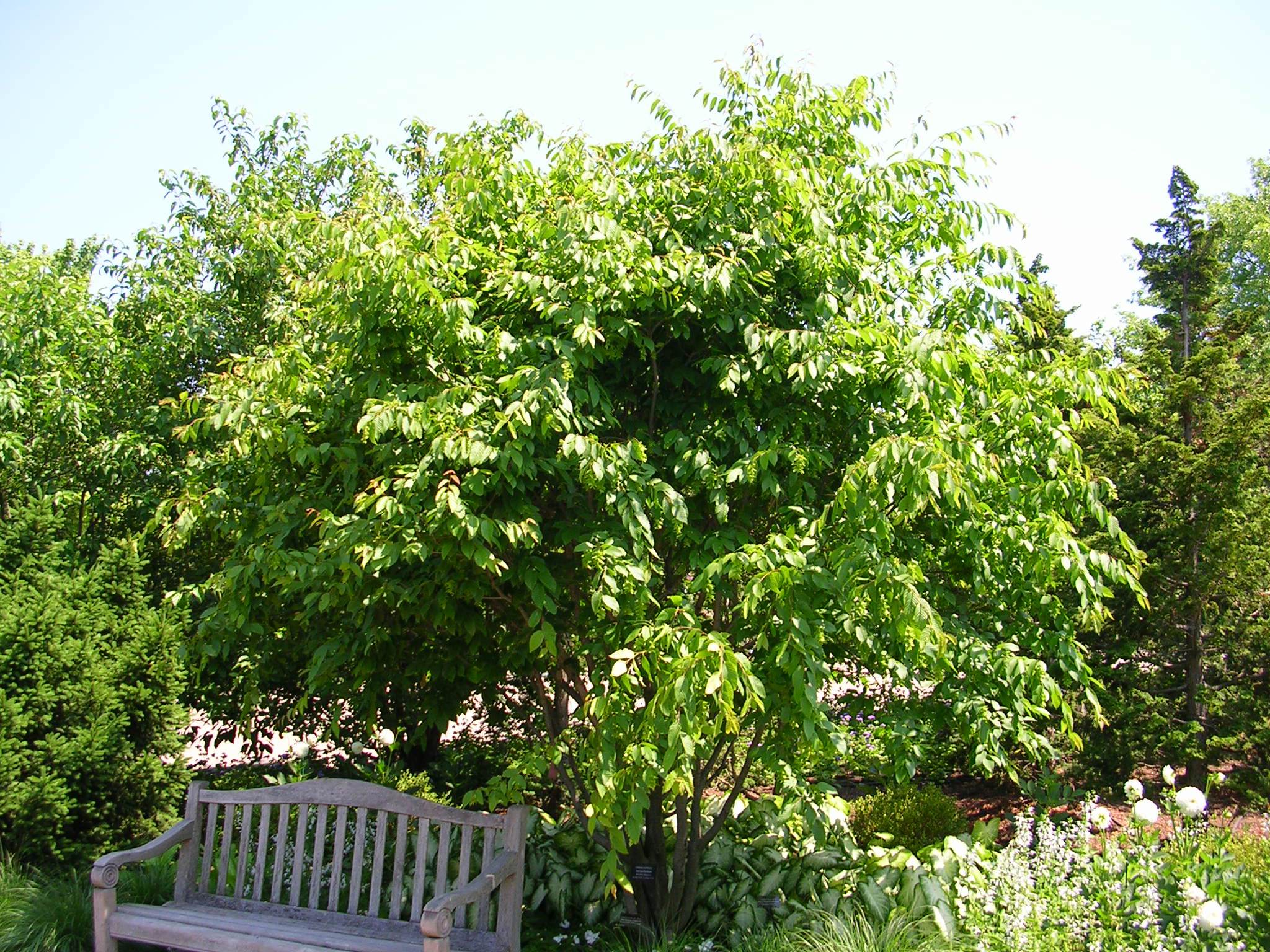 Hornbeam Form