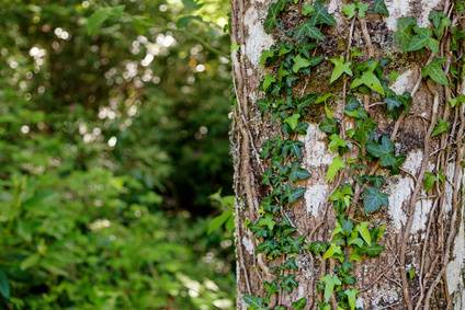 Ivy Growing On Trees