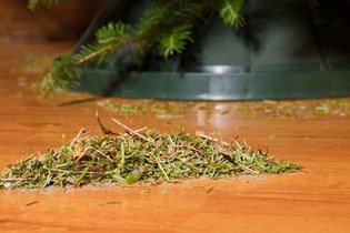 Stop Needles From Falling Off Christmas Tree Davey Tree