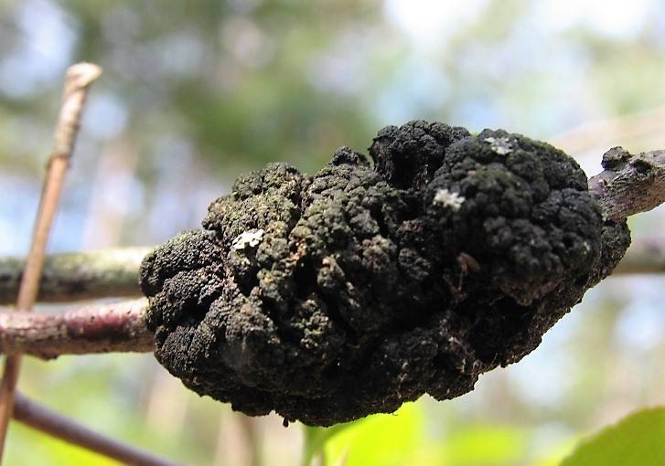 Black Knot Fungus Must Credit Joseph Obrien Usda Forest Service Bugwoodorg