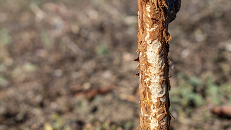 Rabbit Damage