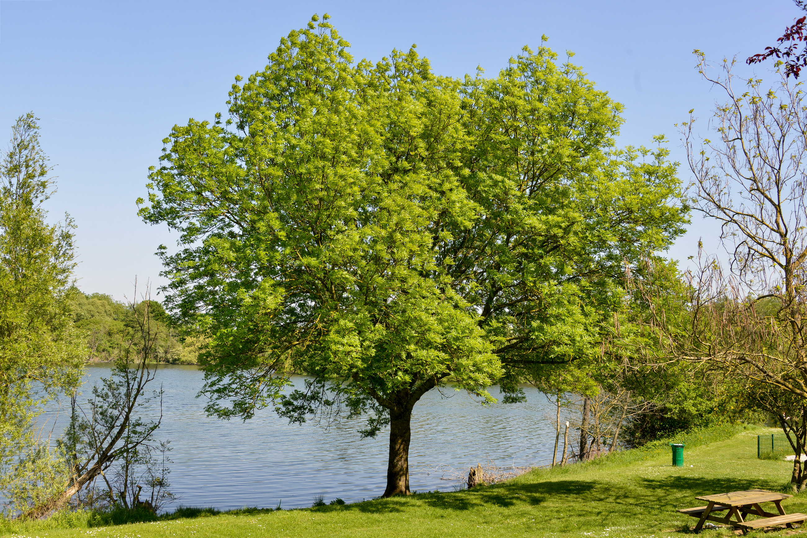 Japanese Zelkova