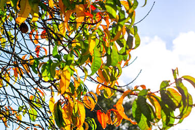 Peach Tree Fall Leaves