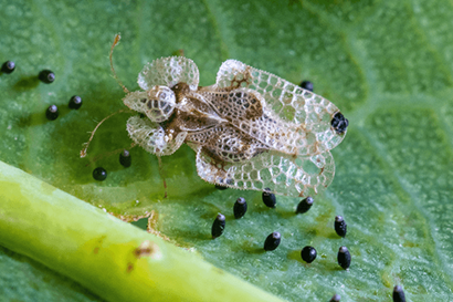 Lace Bugs