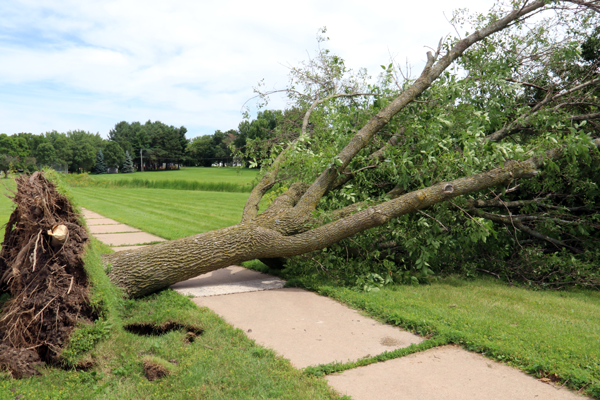 Can An Uprooted Tree Be Saved