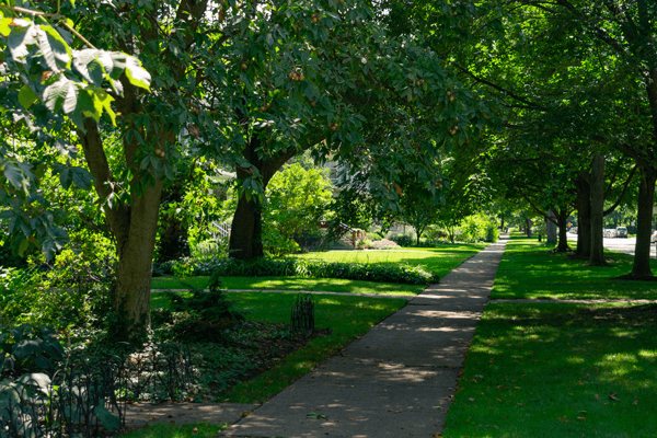 Benefits Of Shade Trees