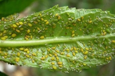 Aphid Pest Control How To Get Rid Of Aphids