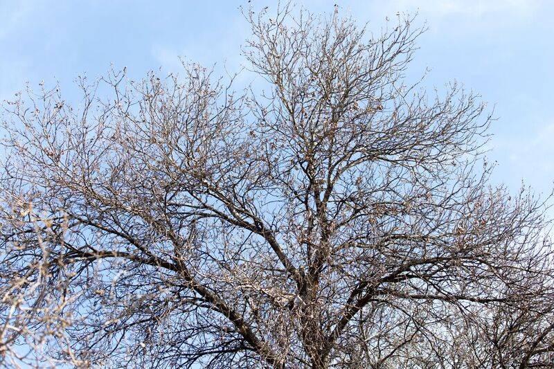 Tree No Leaves