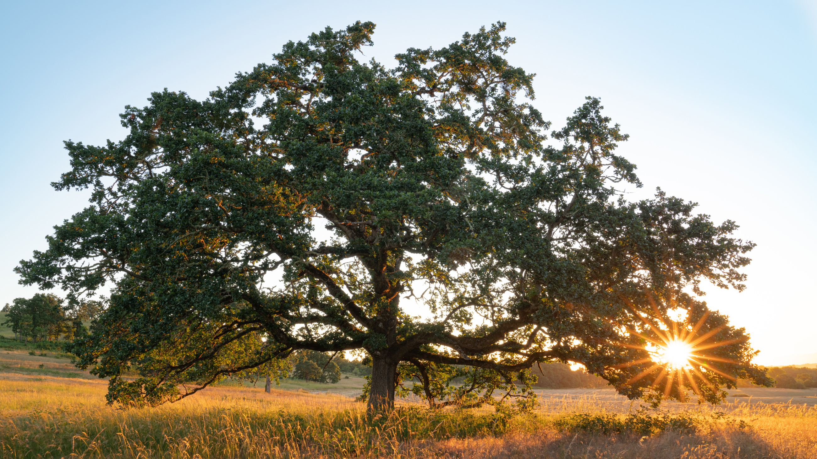 Oregon White Oak