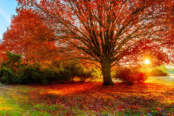 Oak Tree Fall Foliage