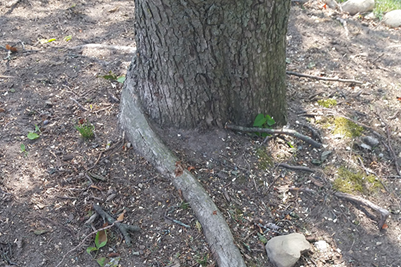 Compacted Soil 2