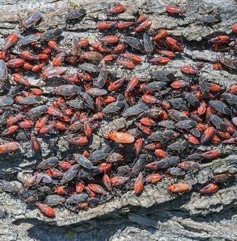 Boxelder Bug Infestation On Maple Or Boxelder Tree Dazvey Tree