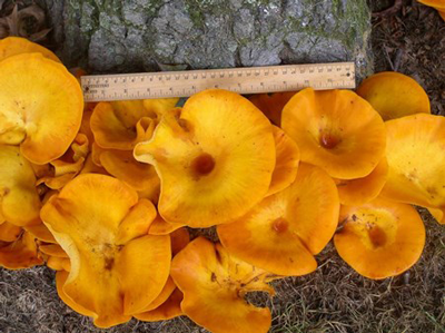 Mushroom Id Pin Oak  New Jersey Ed Zimmerman 006