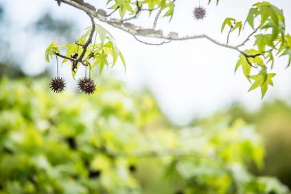 Davey Tree Stop Sweetgum Tree From Producing