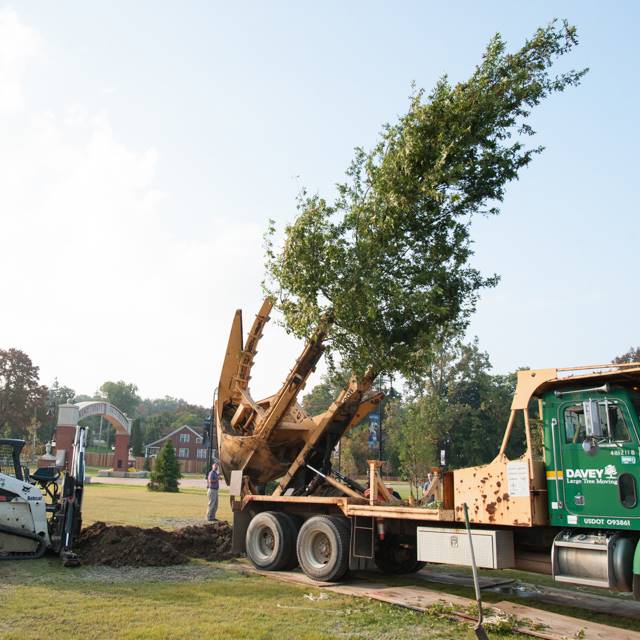 Plantmoretrees 42