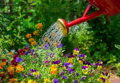 Watering Plants