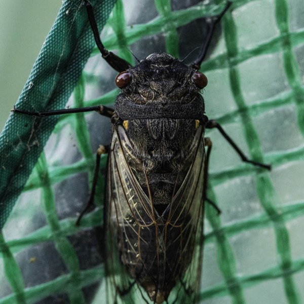 Cicada Control Netting