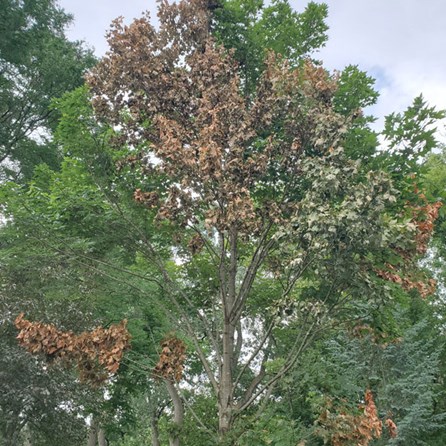 Verticillium Wilt