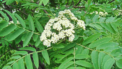 Ss 1732568948 Mountain Ash Foliage And Flrs