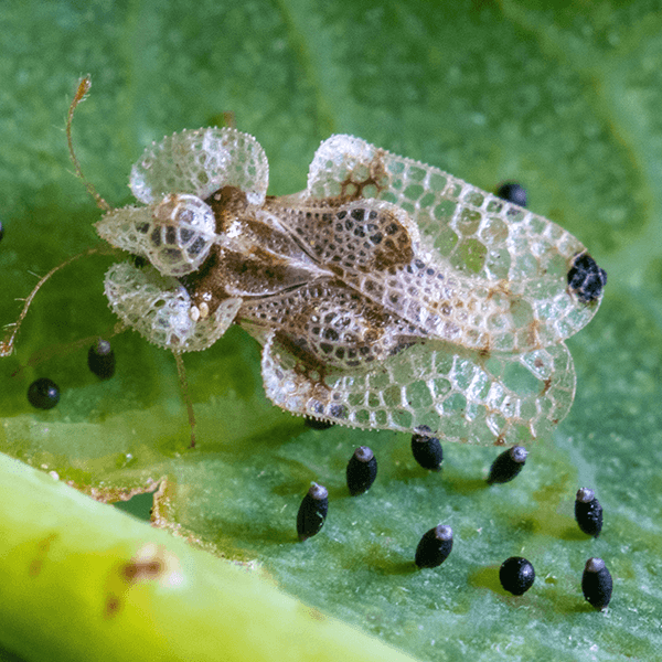 How To Get Rid Of Lace Bugs