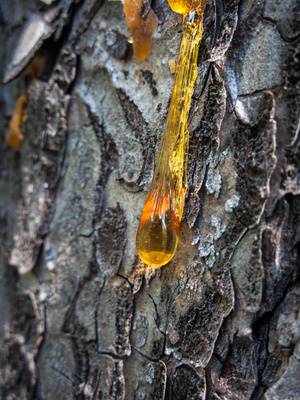 When Do Pine Trees Drip Sap Davey Tree