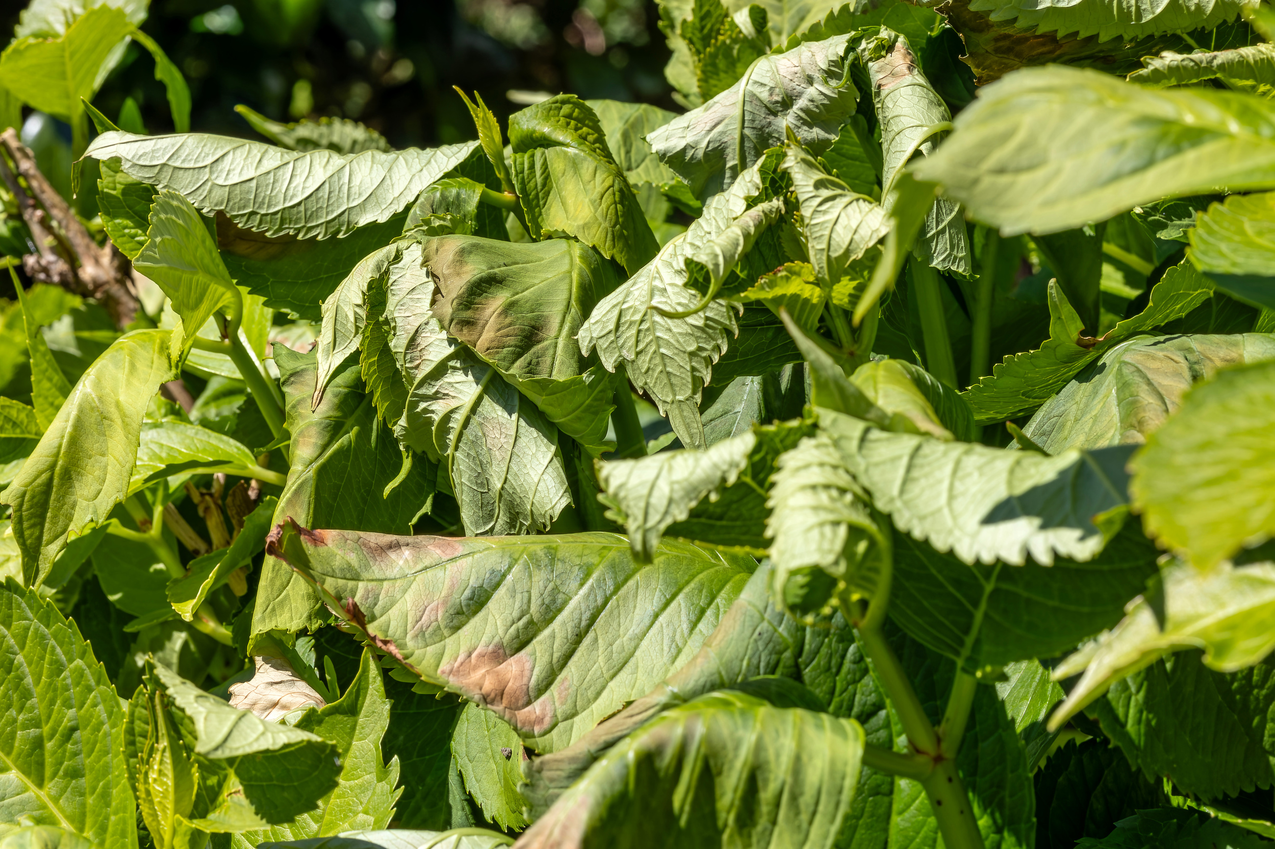 Hydrangea Leaf Scorch