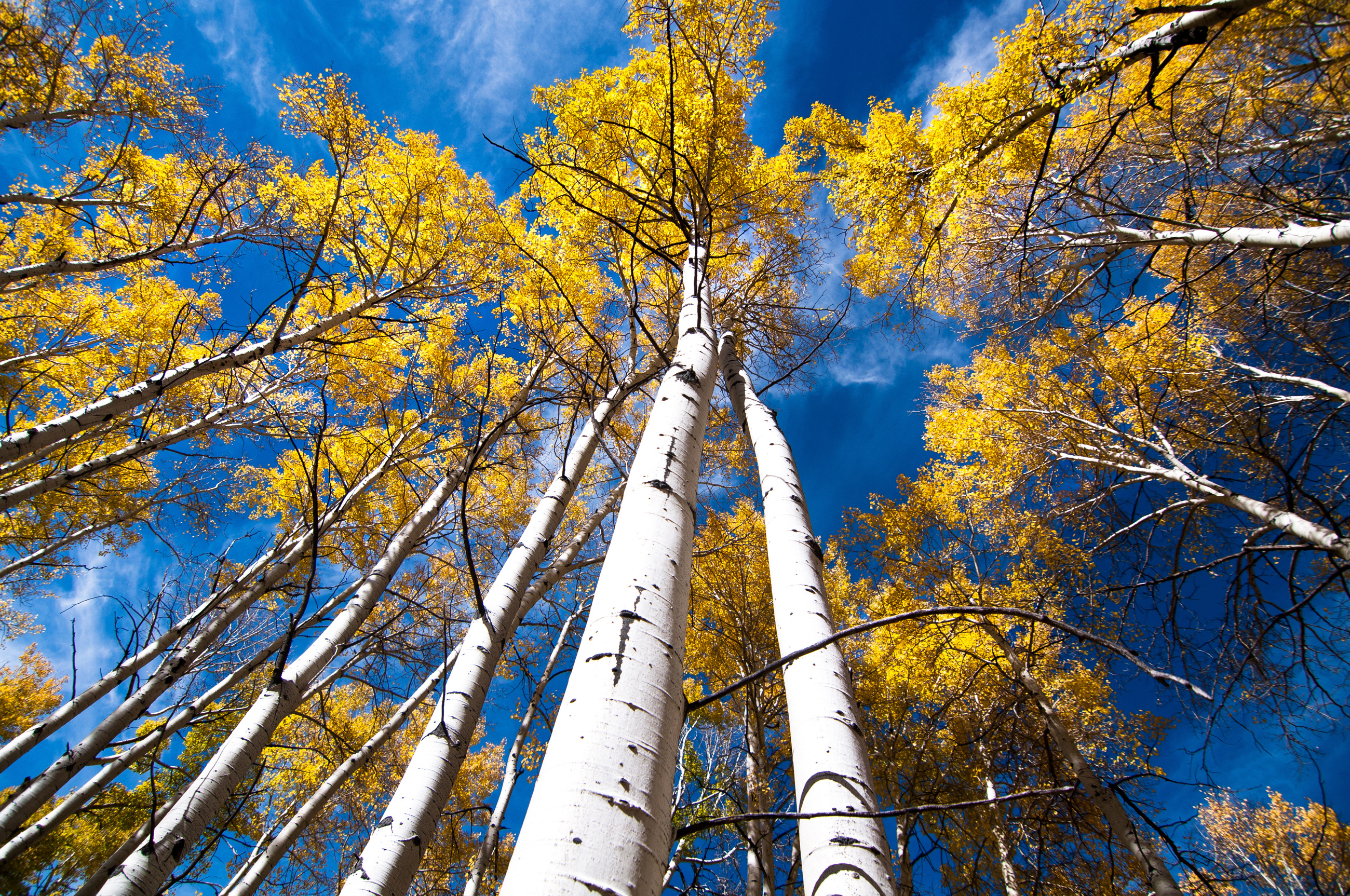 Aspen Tree Identification