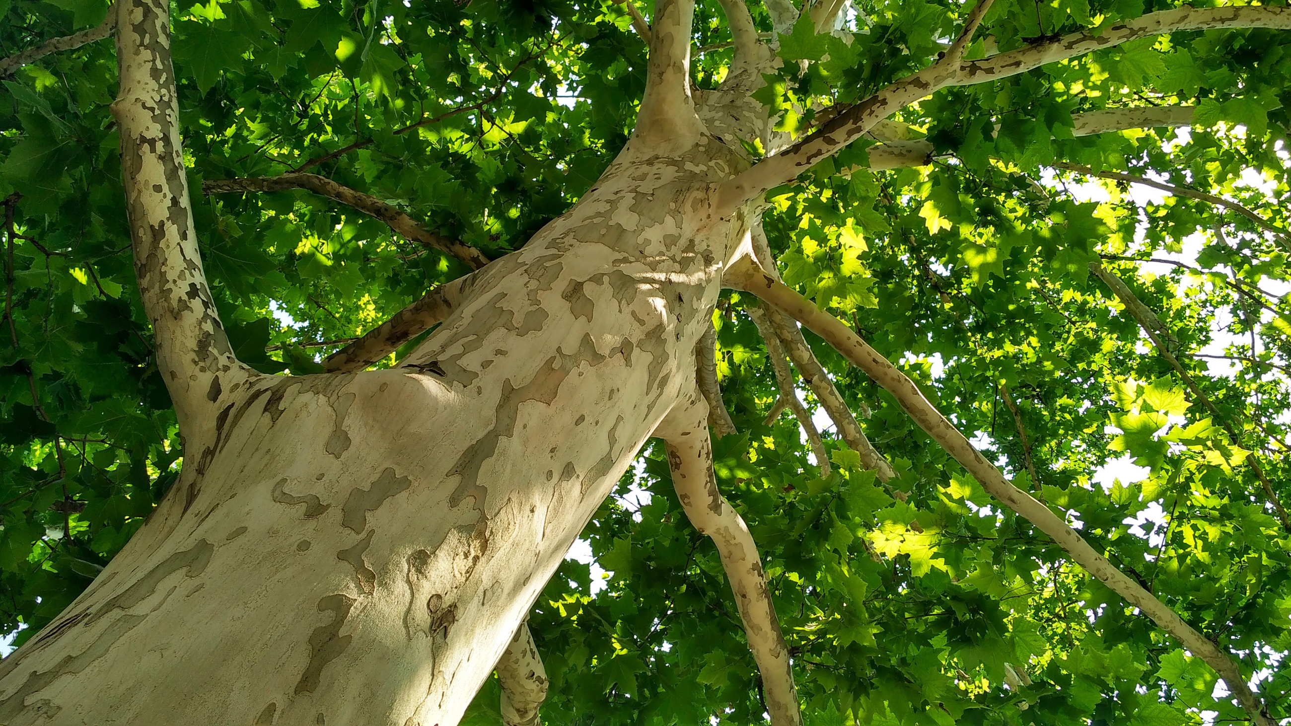 Sycamore Tree Bark