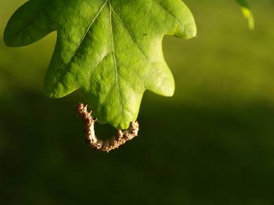 Oak Tree Caterpillar Davey Tree