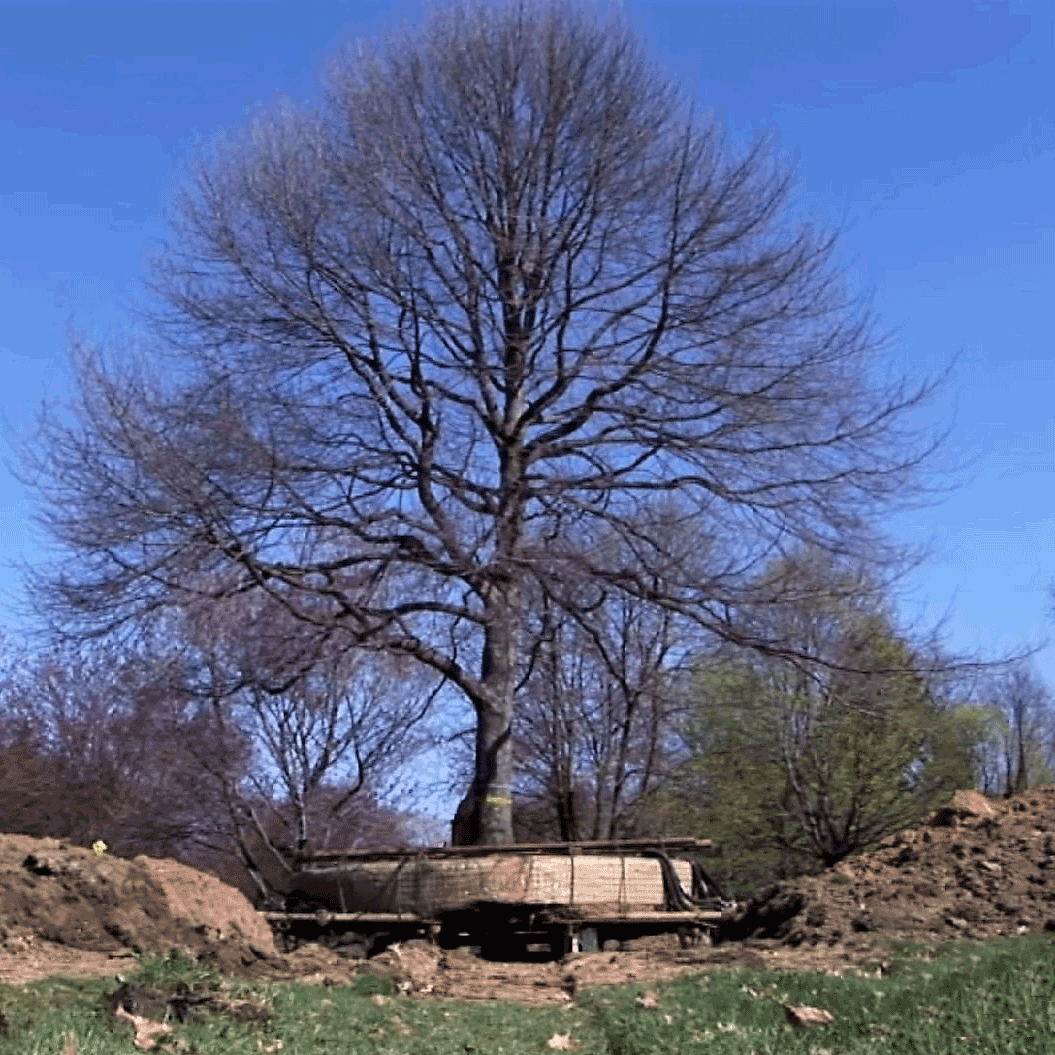 Best Time To Transplant Trees Davey Tree