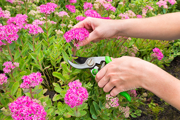Perennial Pruning Guide