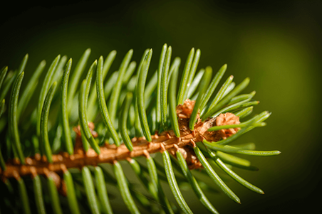 Spruce Tree Needles 600X400